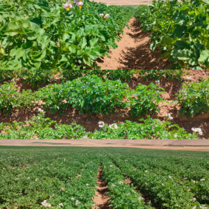 مزرعه سیب زمینی تحت آبیاری هوشمندانه سامانه باباحیدر دشت هرمزآباد