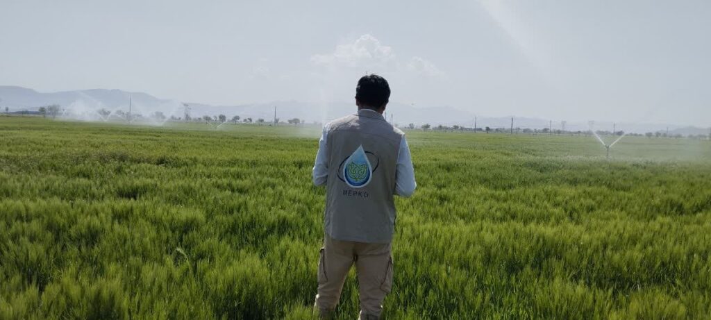 آبیاری هوشمند، محصول گندم