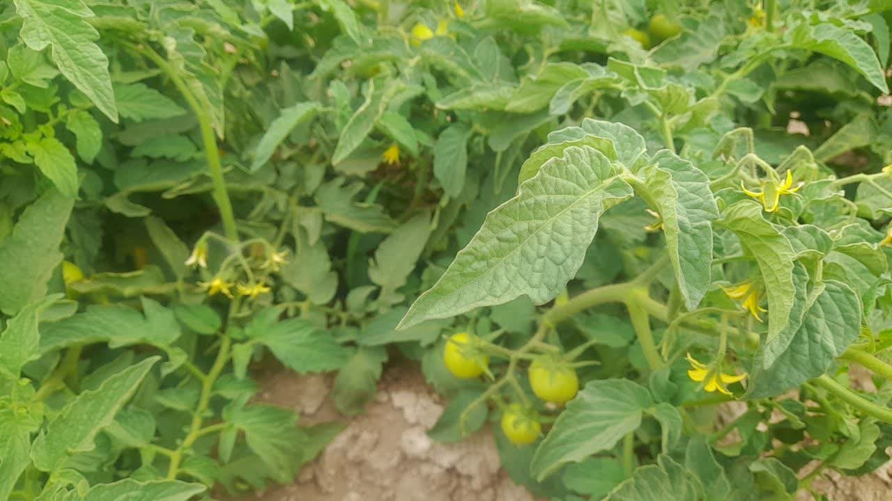 مدیریت کود و تغذیه گوجه فرنگی
