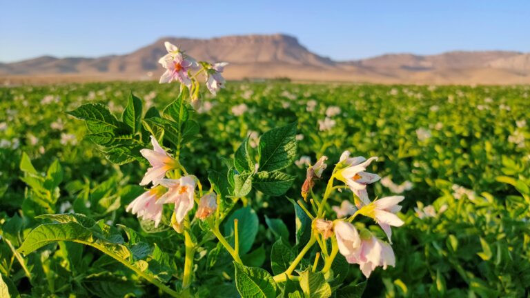 آبیاری هوشمند سیب‌زمینی