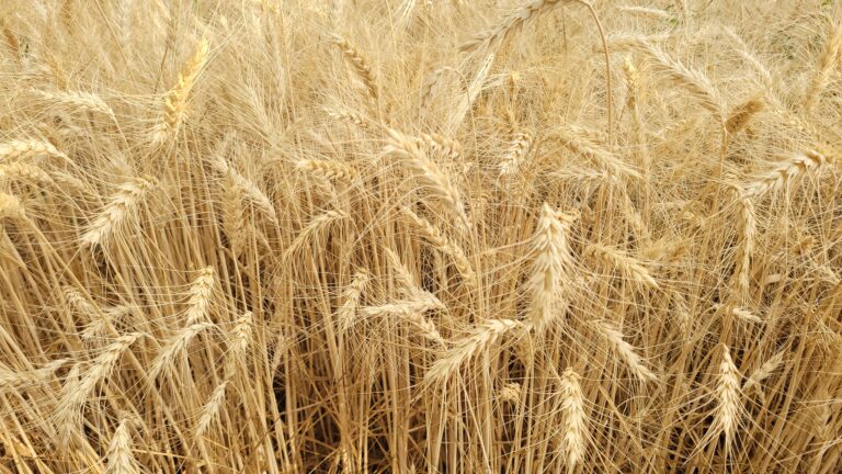 آبیاری هوشمند گندم و جو