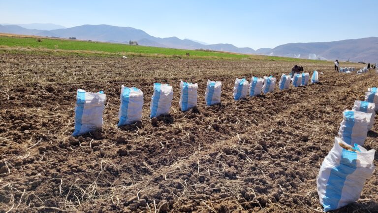 آبیاری هوشمند سیب‌زمینی