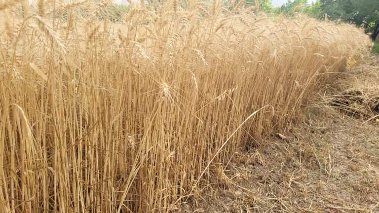 آبیاری هوشمند گندم و جو