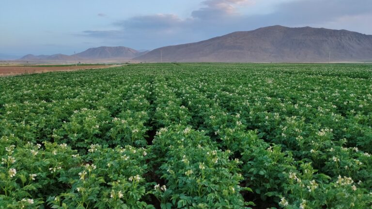 آبیاری هوشمند سیب‌زمینی