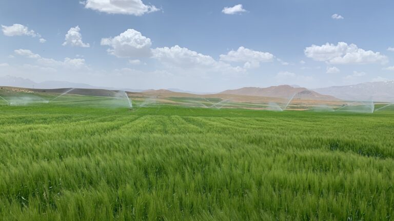 آبیاری هوشمند گندم و جو