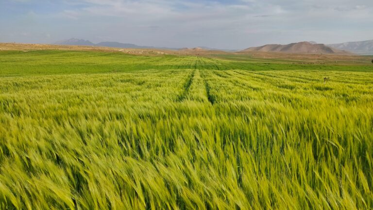 آبیاری هوشمند گندم و جو