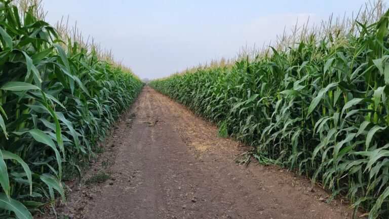 آبیاری هوشمند ذرت