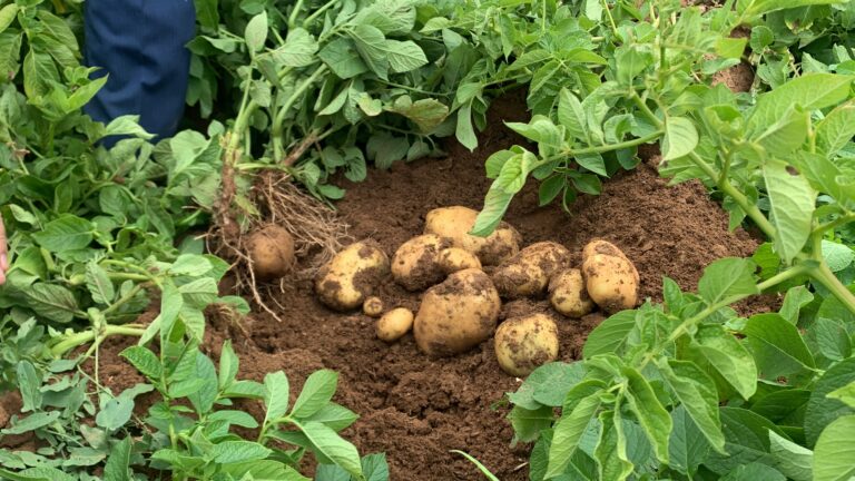 مزرعه سیب زمینی