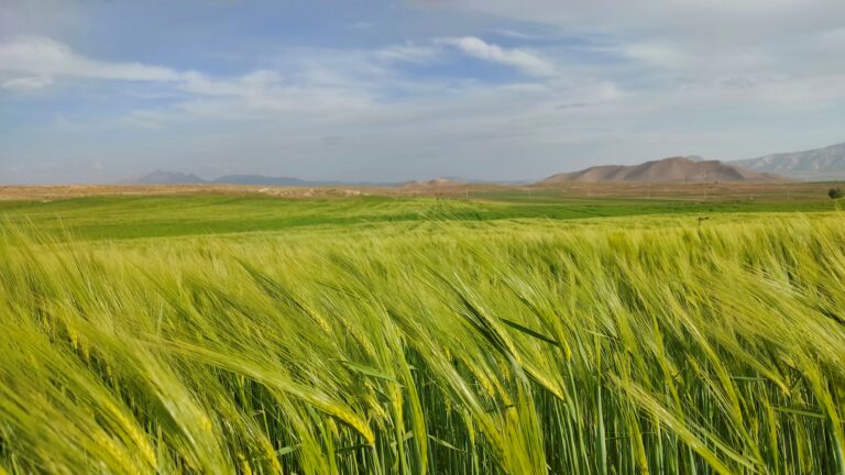 مزرعه گندم و جو