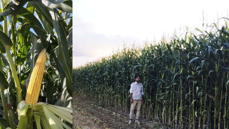 آبیاری هوشمند ذرت