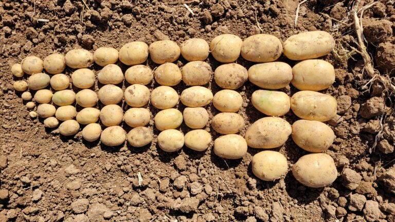 مزرعه سیب زمینی