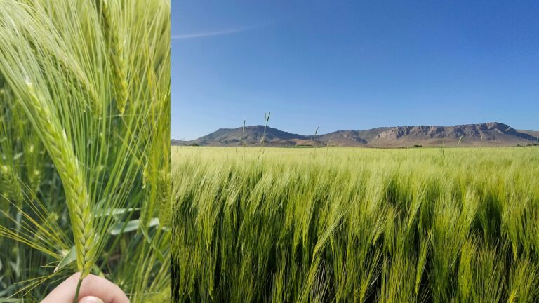 مزرعه گندم و جو