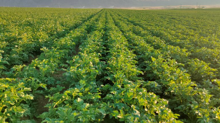 مزرعه سیب زمینی