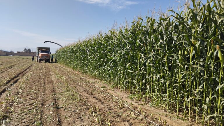 آبیاری هوشمند ذرت