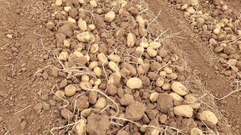 مزرعه سیب زمینی