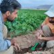 کارشناس مقیم در مزرع