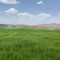 آبیاری هوشمندانه در کشت گندم