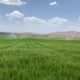 آبیاری هوشمندانه در کشت گندم
